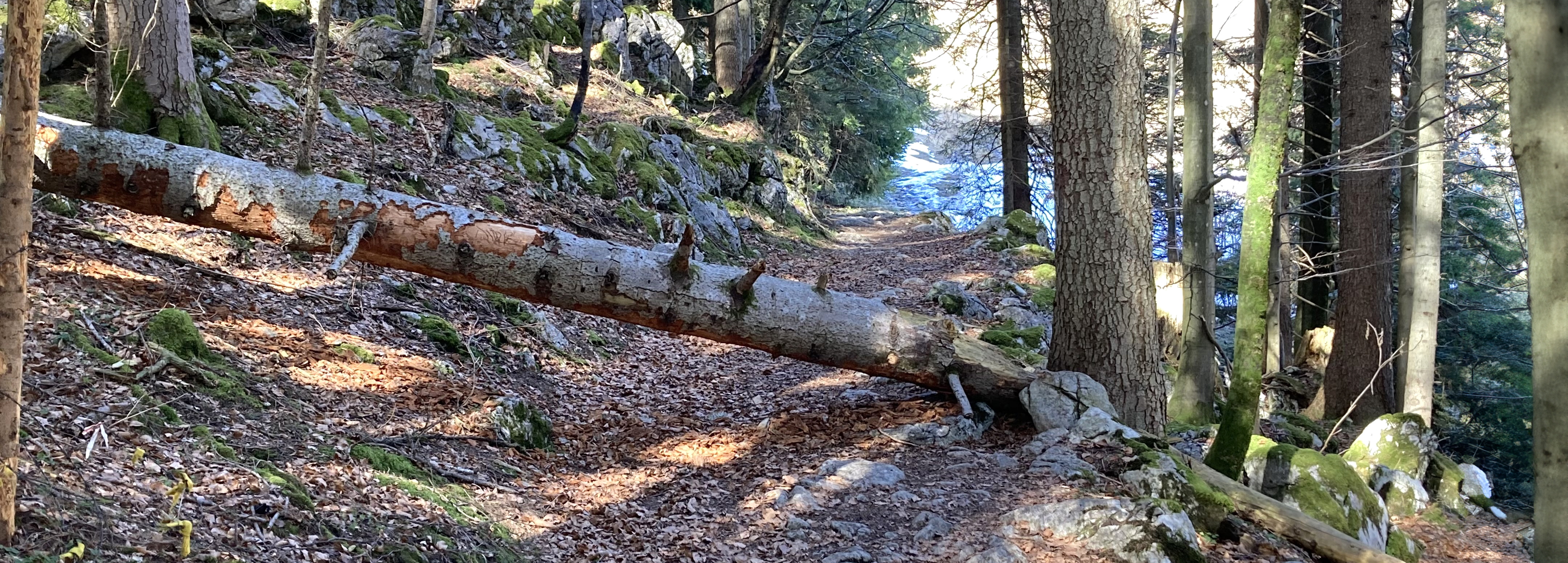 Umgestürzter Baum auf Waldweg